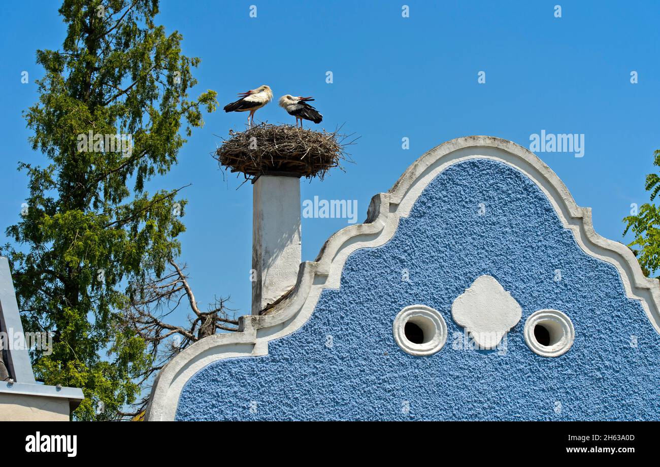 Willkommensritual von Weißstörchen (Zikonie Zikonie) am Nest auf einem burgenländischen Bauernhaus mit Barockgiebel,hufnagelhaus,apetlon,seewinkel,burgenland,österreich Stockfoto