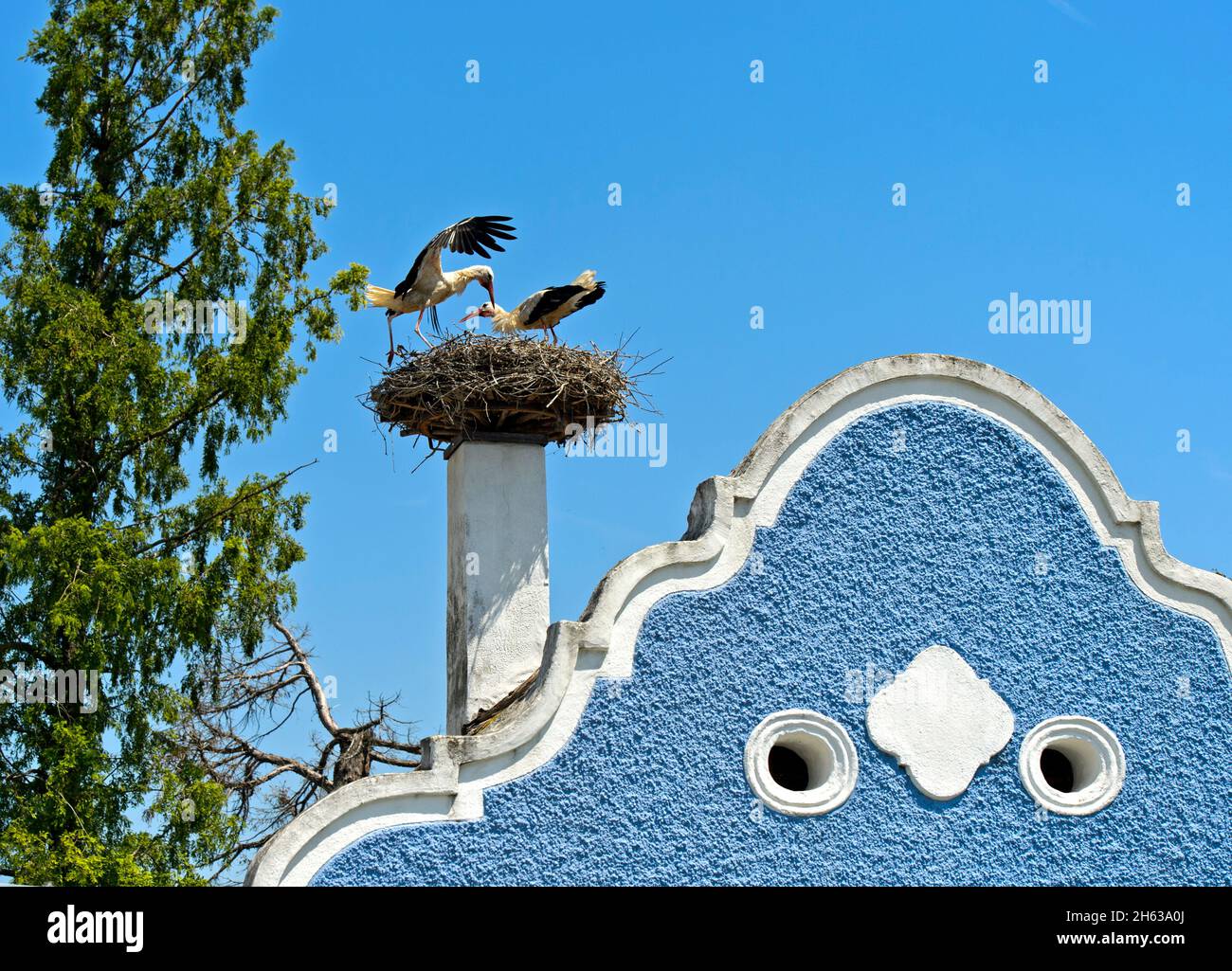 Weißstorch (Zikonie Zikonie) landet auf einem Storchennest auf einem burgenländischen Bauernhaus mit einem Barockgiebel, Hufnagelhaus, apetlon, seewinkel, burgenland, österreich Stockfoto