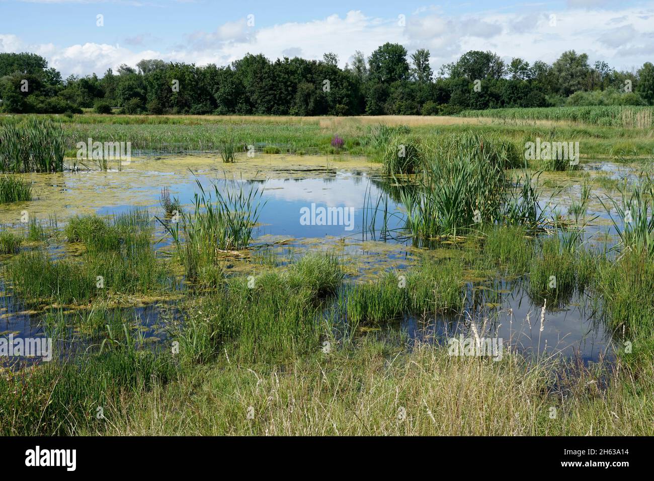Teiche teiche teiche teiche wasser Fotos und Bildmaterial in hoher