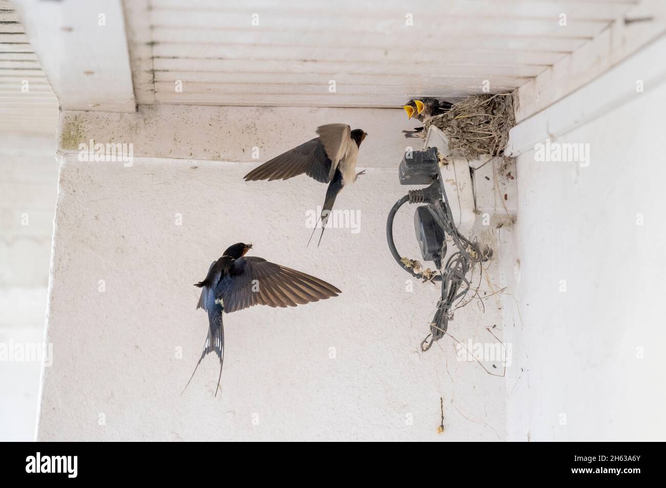 Scheunenschwalben (hirundo rustica), auch Hausschwalben oder gezackte Schwalben. Nisten mit Jungen. Stockfoto