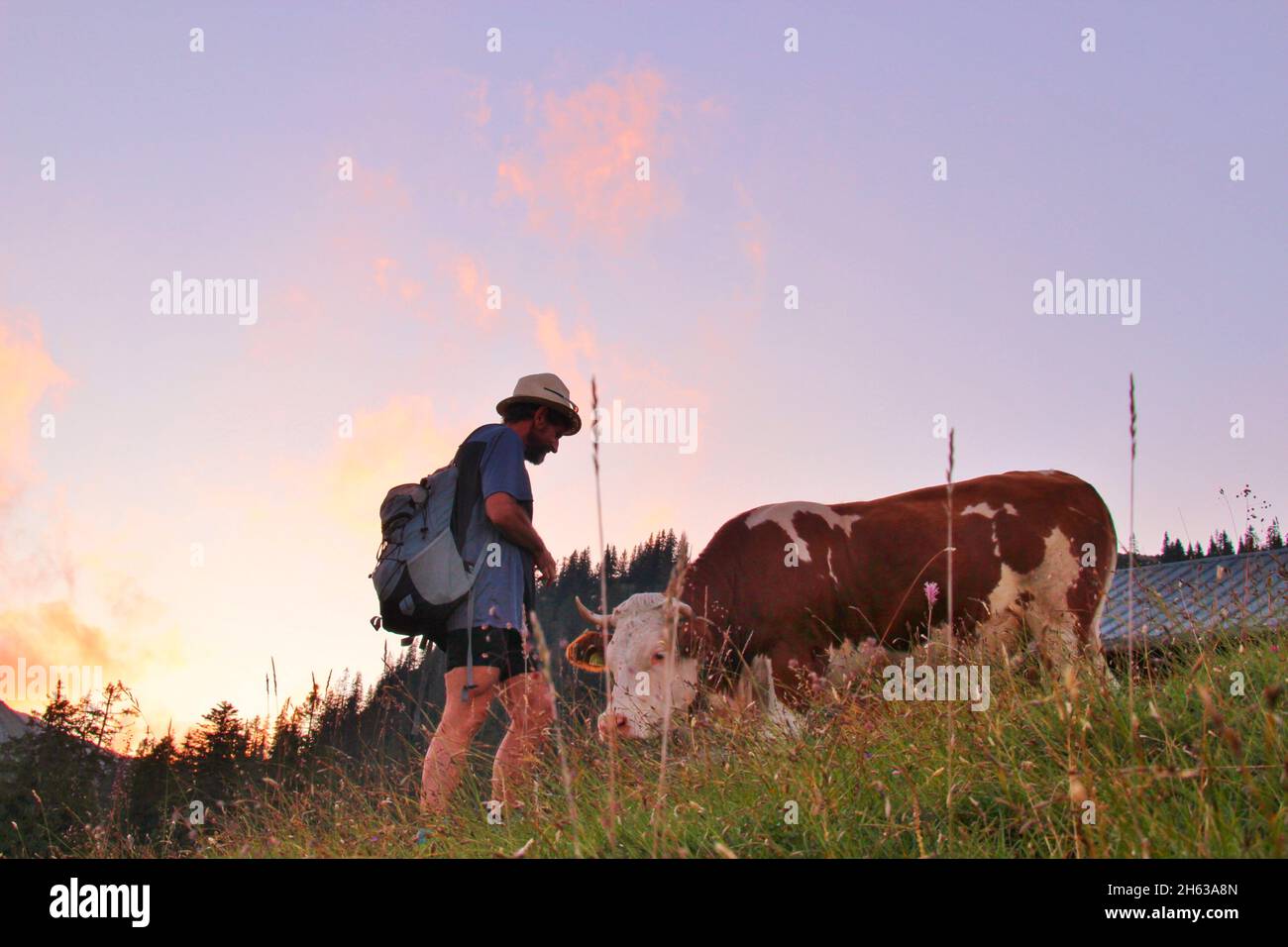 Mann auf Wanderung über die Alm der krüner alm,Kuh,Rücklicht,Sonnenuntergang,karwendel,karwendelgebirge,europa,deutschland,bayern,oberbayern,werdenfelser Land,alpenwelt karwendel,isartal,krün Stockfoto