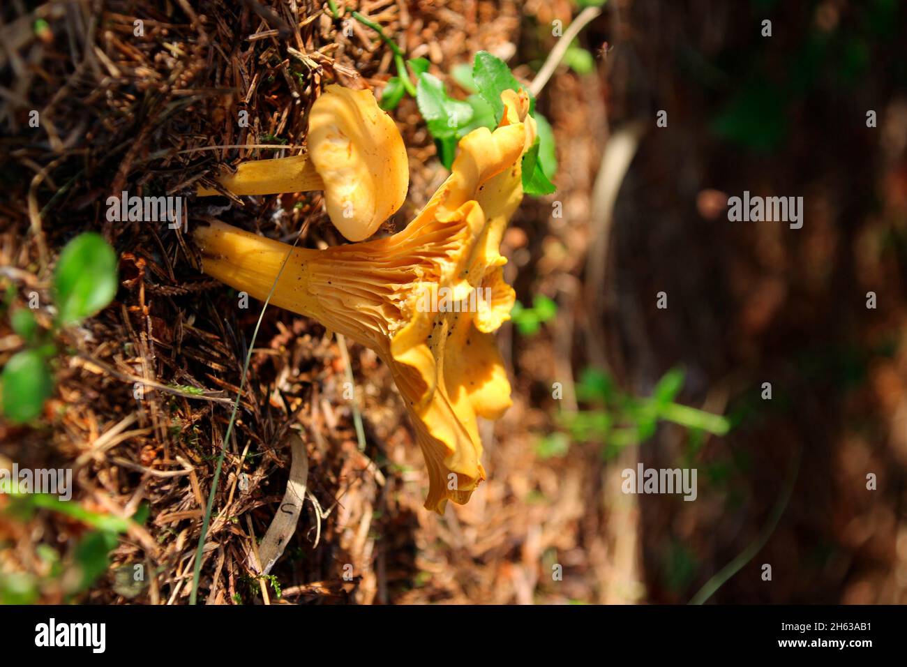 Pfifferlinge, Trompetenpfifferlinge, (cantharellus cibarius) im Wald, Waldboden, deutschland, bayern, oberbayern Stockfoto