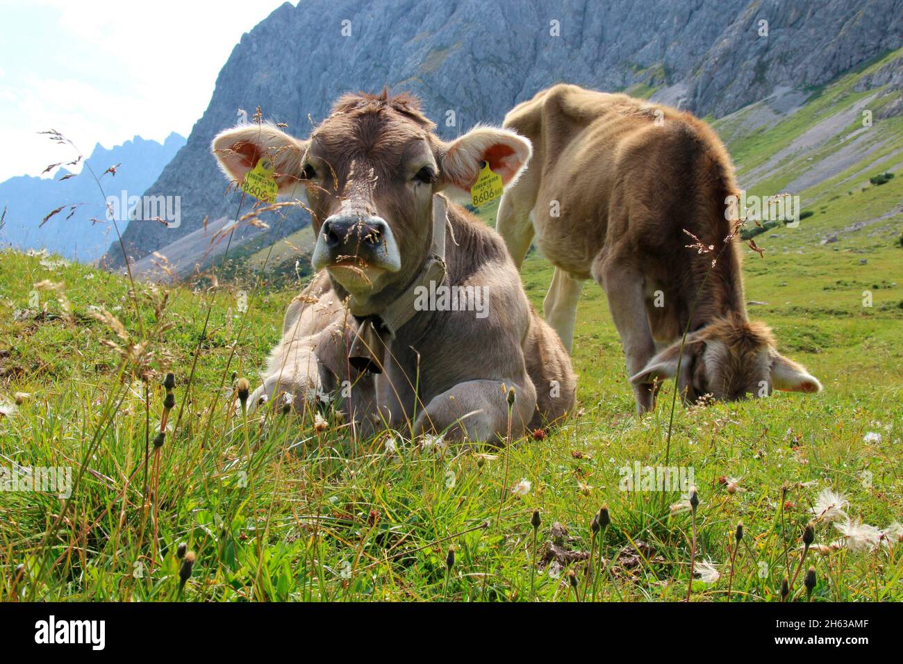 Kuh, Kühe, bzw. Kalb, Kälber züchten Tiroler braunvieh auf der hochalm, hochalmsattel, neben Rad- und Wanderweg, österreich, tirol, karwendel, karwendelgebirge Stockfoto