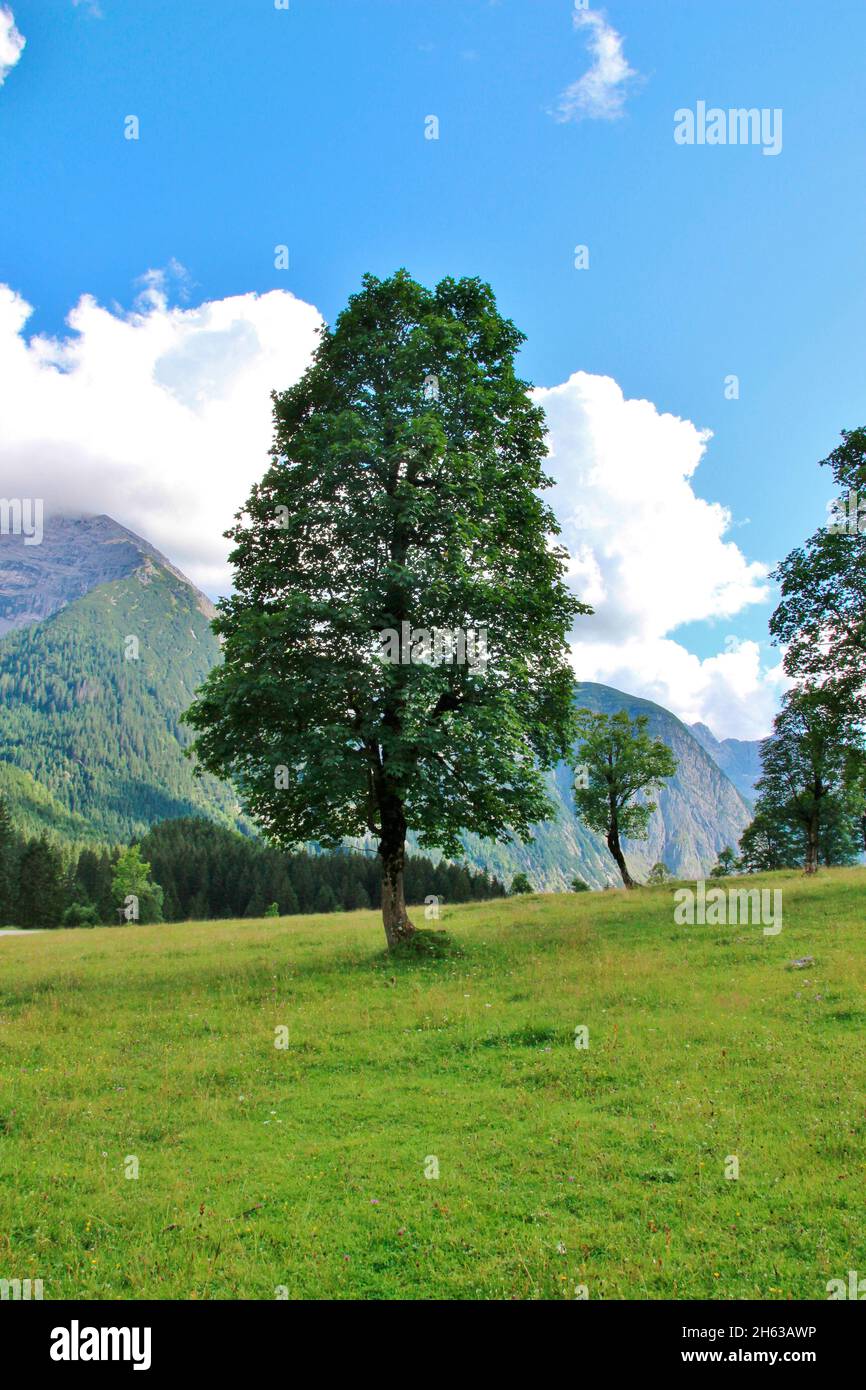 Ahornbäume am ahornboden,tirol,Platanen-Ahorn im Sommerkleid - acer pseudoplatanus - europa,österreich,rissal,eng,großer ahornboden,alpen,karwendelgebirge Stockfoto