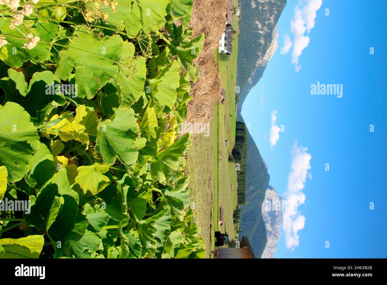 Kürbispflanze auf dem Feld bei mittenwald, deutschland, bayern, oberbayern, werdenfelser Land, isartal Stockfoto