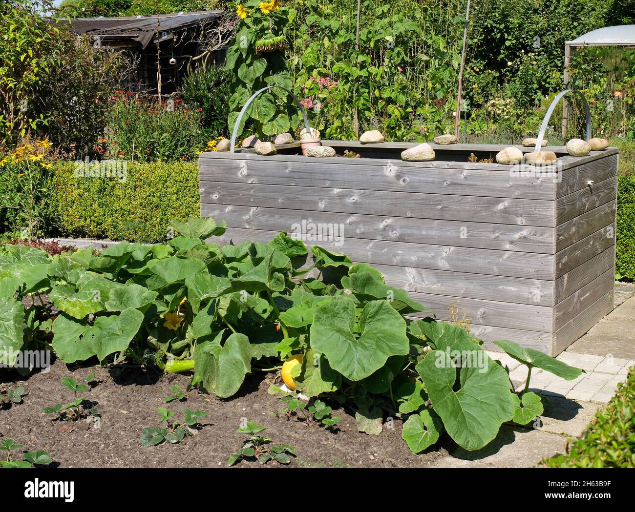 Erhöhtes Bett aus Holzbrettern, Kürbis vorne (cucurbita) Stockfoto