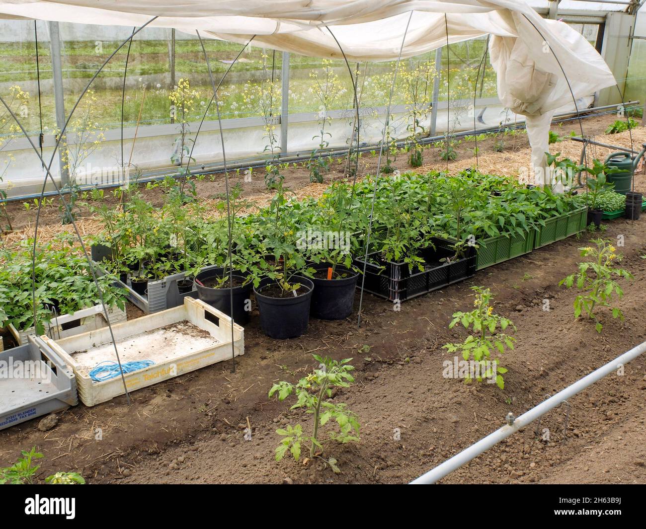 Tomate (solanum lycopersicum), bevorzugen junge Pflanzen im Gewächshaus Stockfoto