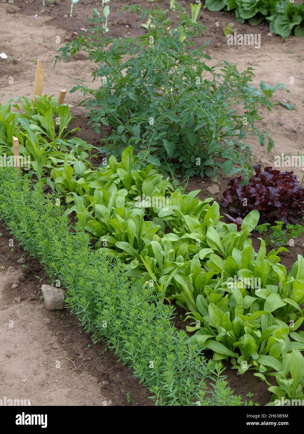 Gemüsefleck im Frühjahr: Tomate (solanum lycopersicum), Salat (lactuca sativa) und Calendula, junge Pflanzen Stockfoto