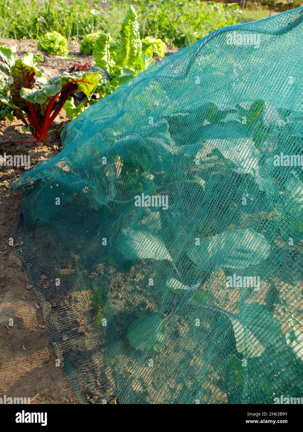 Netz als Schutz gegen Schädlinge, Kohl (brassica) Stockfoto