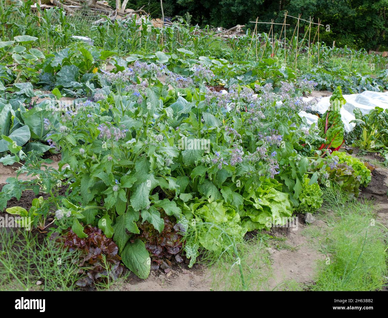 Salat patch Fotos und Bildmaterial in hoher Auflösung Alamy