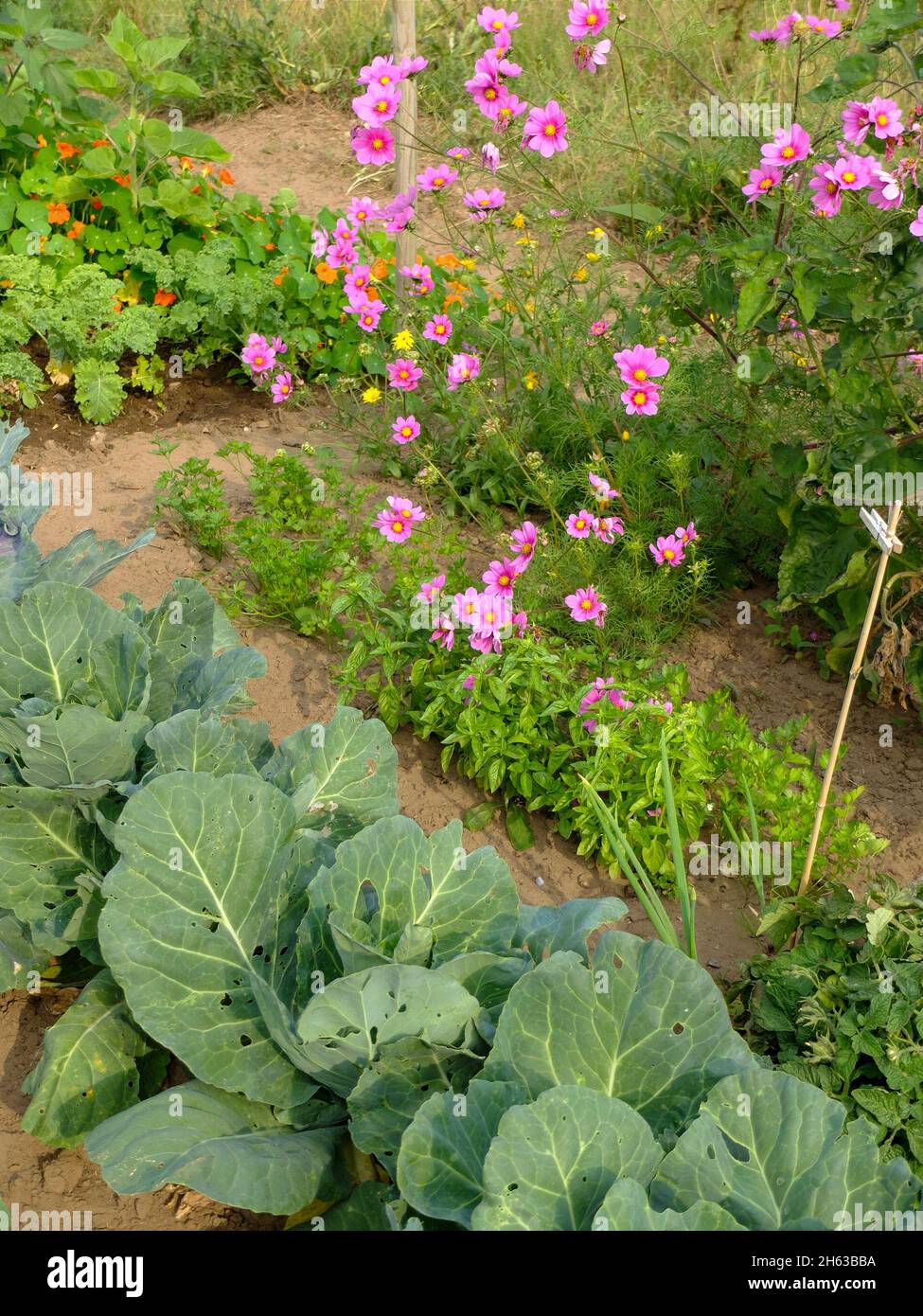 Gemüsefleck mit Kräutern und Blumen: Kohl (brassica), Petersilie (petroselinum crispum), Basilikum (ocimum basilicum), cosmea, Kapuzinerkresse (tropaeolum) Stockfoto