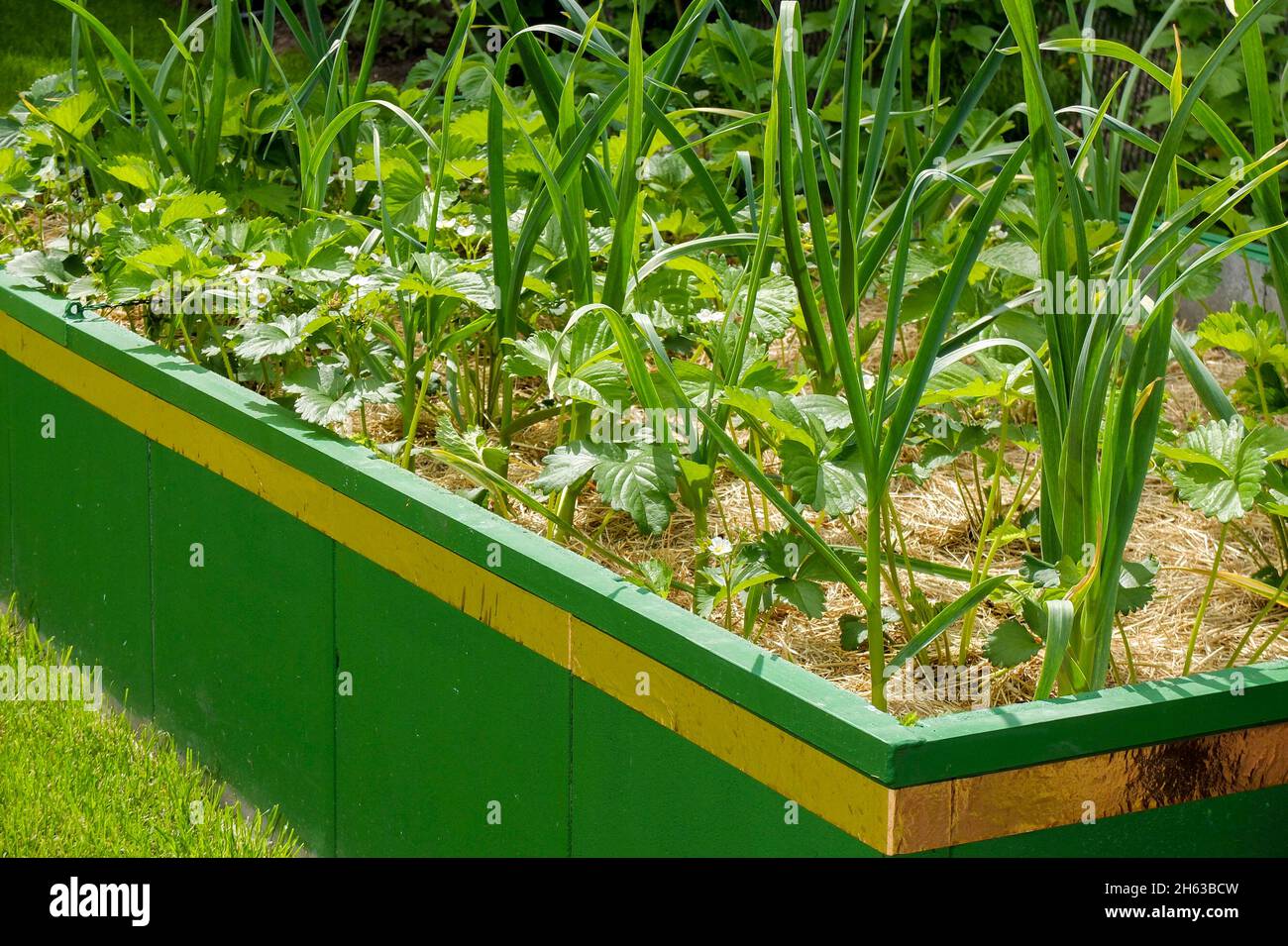 Mischkultur im Hochbett: Erdbeeren (fragaria) und Zwiebeln (Allium cepa);  Kupferband gegen Schnecken Stockfotografie - Alamy