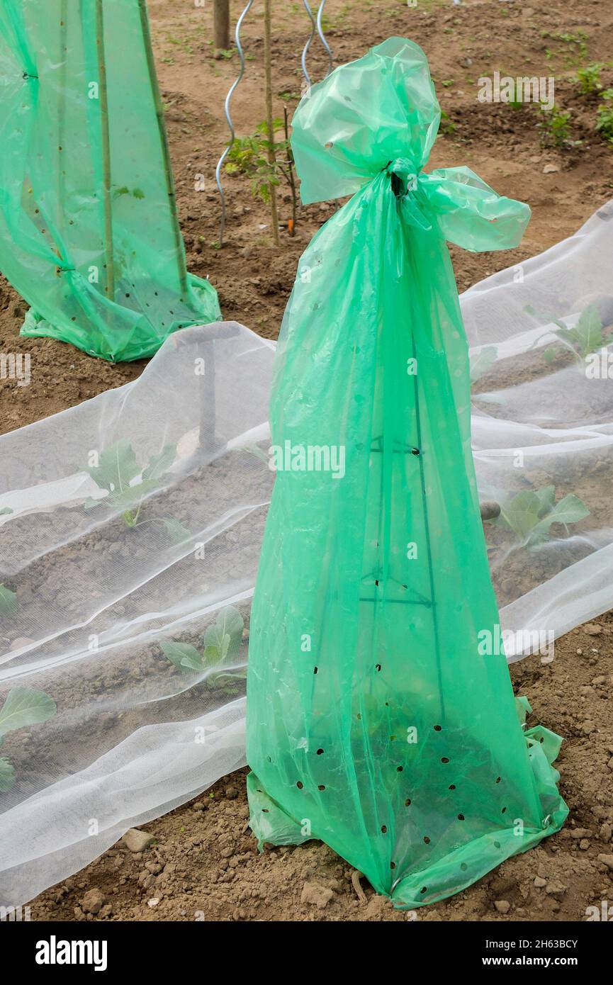 Plastiktüte als Schutz vor Kälte, Gurke (cucumis sativus) Stockfoto