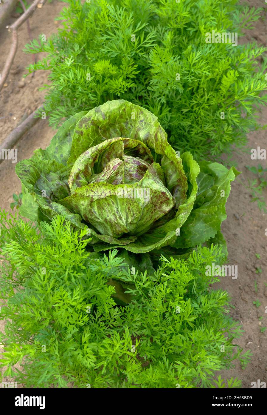 Mischkultur im Gemüsegarten: romainsalat 'troutenschschluss' (lactuca sativa) und Karotte (daucus carota) Stockfoto