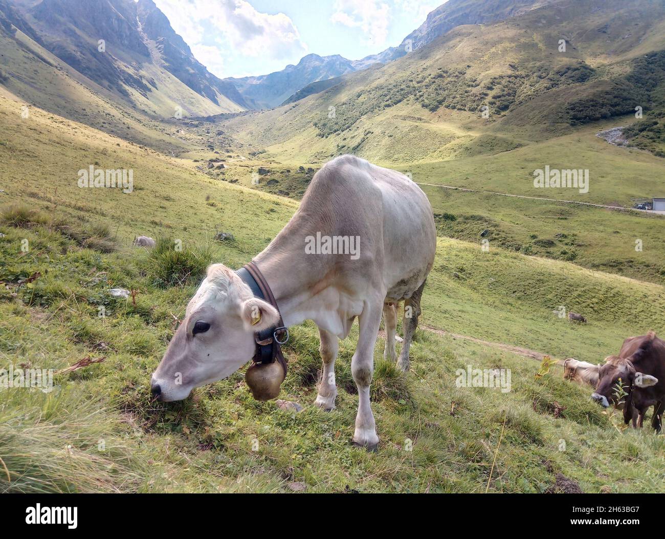 Kühe auf einer Alm Stockfoto