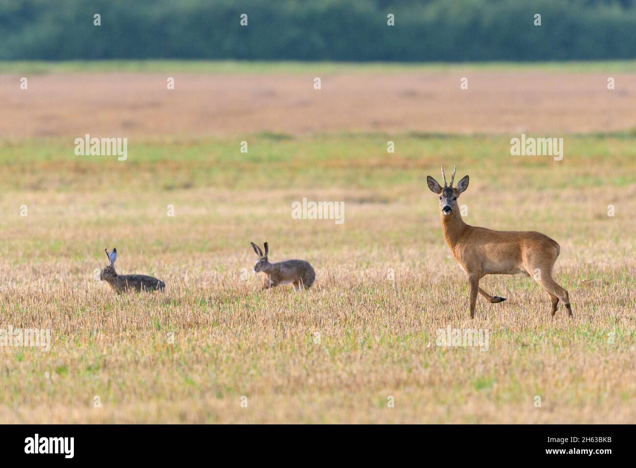 roebuck (Capreolus capreolus) und Braunhase (lepus europaeus) auf einem Stoppelfeld, Juli, Sommer, hessen, deutschland Stockfoto