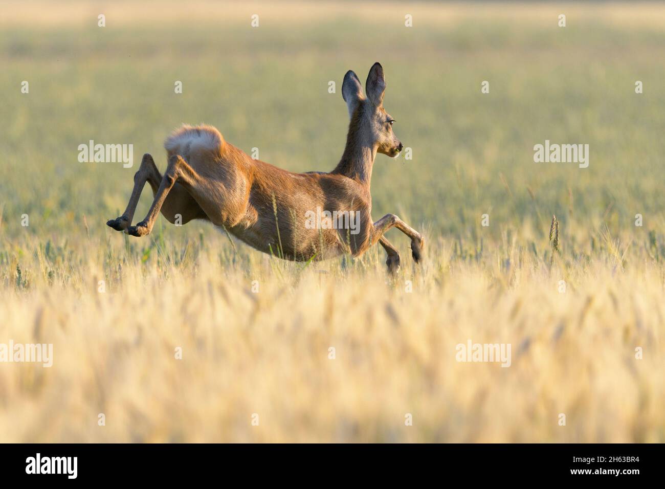 Springendes Reh (Capreolus capreolus) in einem Gerstenfeld, juli, Sommer, hessen, deutschland Stockfoto