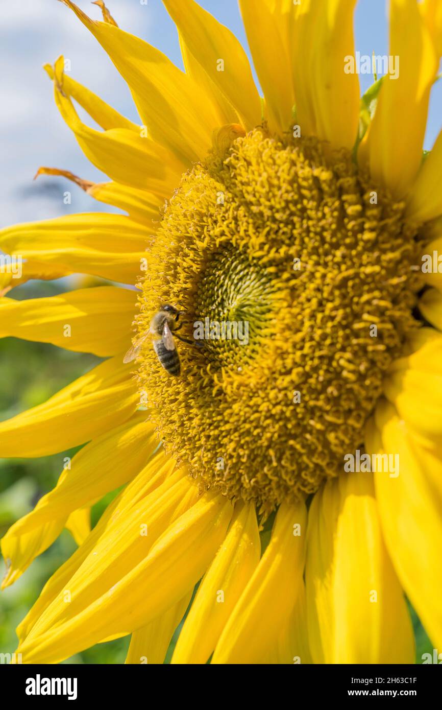Eine Honigbiene sammelt Pollen auf einer Sonnenblume im Sonnenlicht in der Nähe von stade. Stockfoto