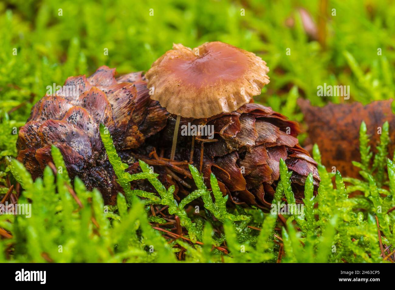 Pilze auf Fichtenkegel, Nahaufnahme, Stillleben im Wald, Nahaufnahme, intime Landschaften Stockfoto