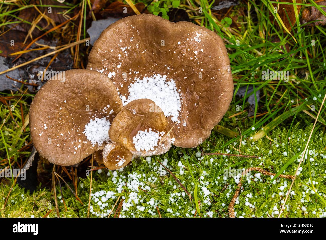 Pilze im Winter mit Schneeregen bedeckt, Schneeregen Stockfoto