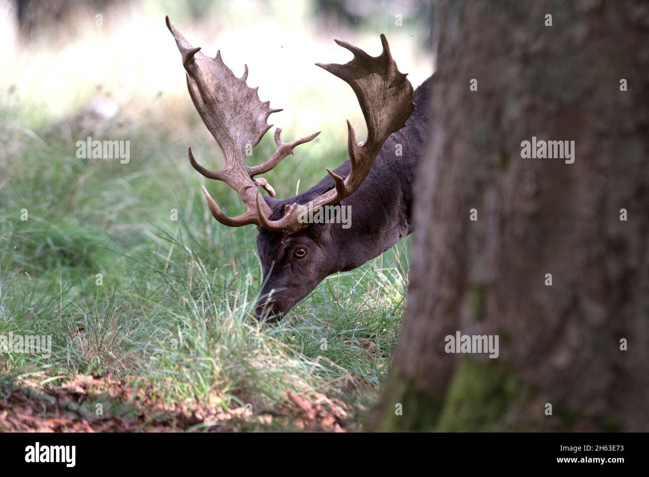 Damwild im Herbst Stockfoto