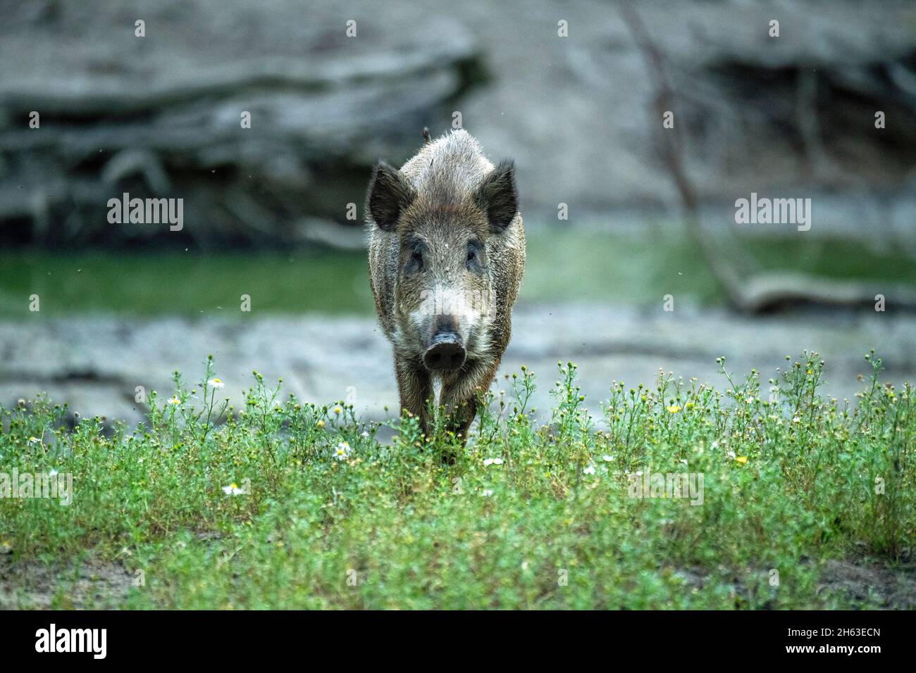Saugt in den Schwelfund Stockfoto