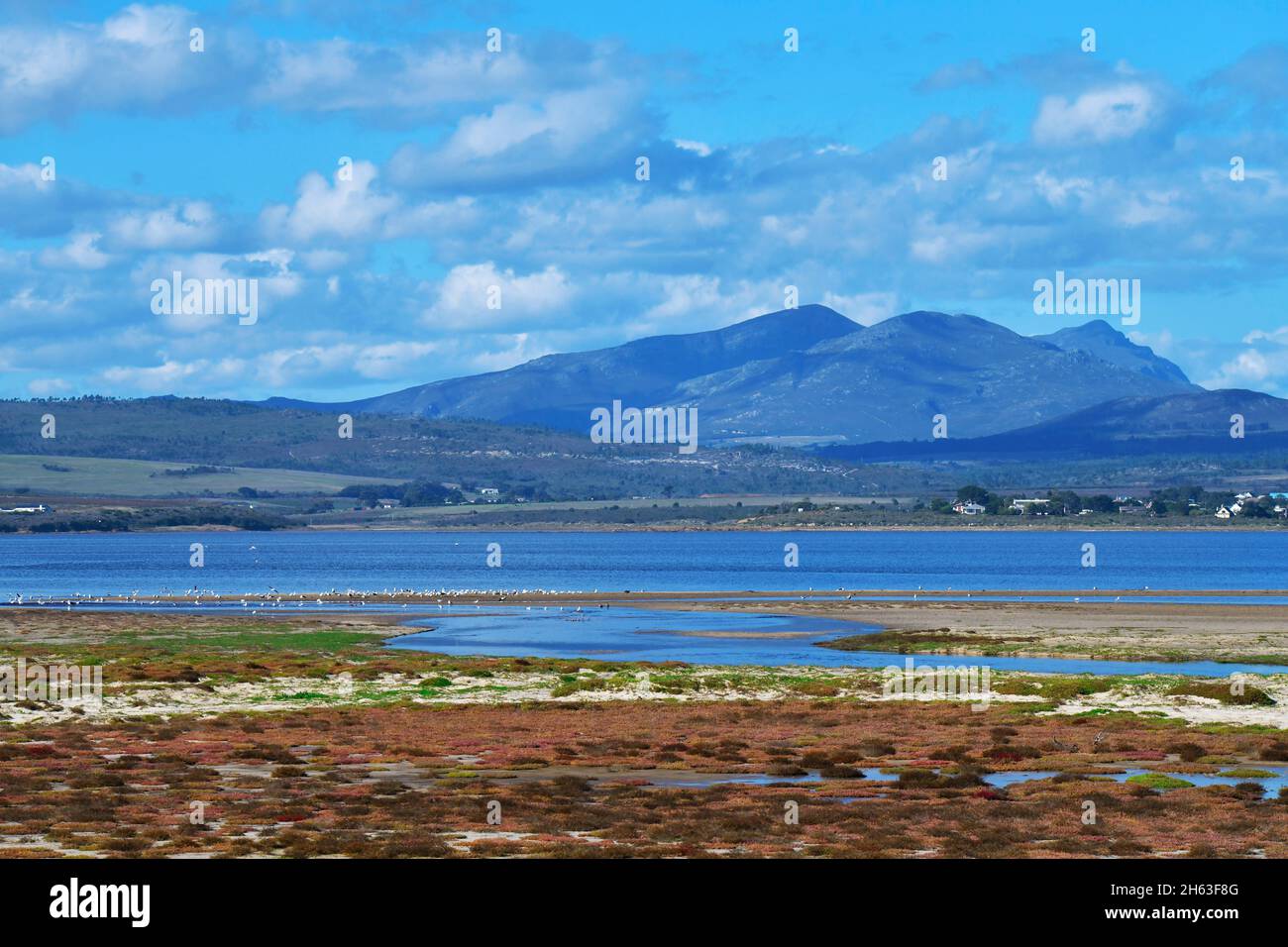 Vögel in bot River Lagune mit Hügeln und Häusern am Wasser, südliches Kap, Südafrika. Stockfoto