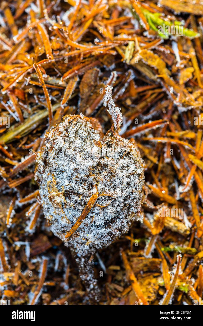 Herzförmige Früchte auf Waldboden, Reif Stockfoto