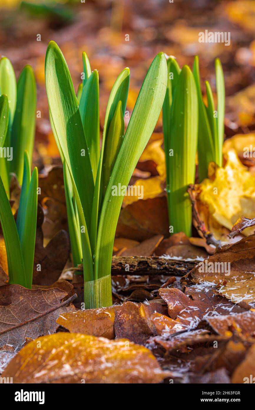 herold des Frühlings, Narzissenblätter Stockfoto