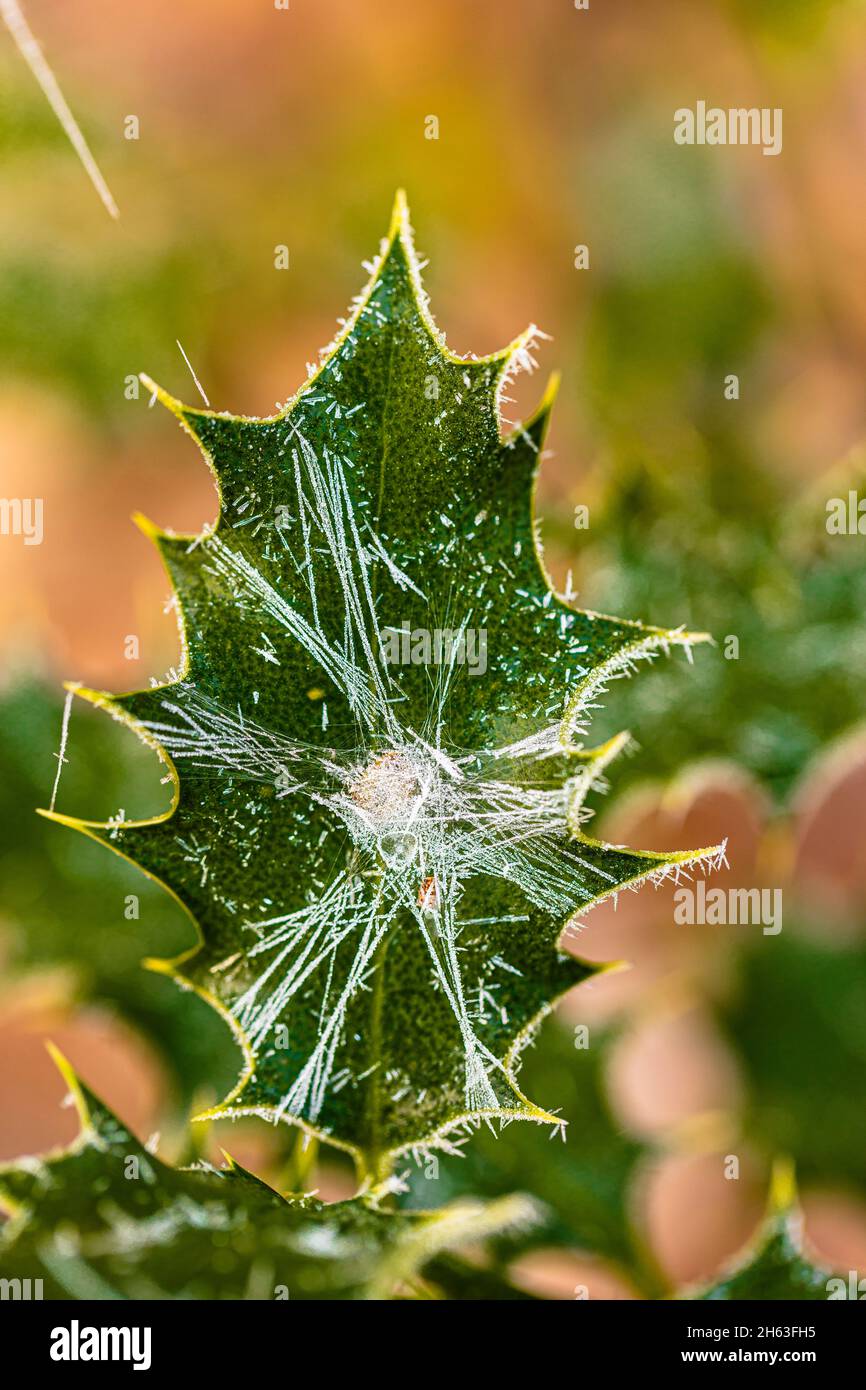 holly / christdorn (ilex aquifolium), Reif Frost, Eiskristalle Stockfoto