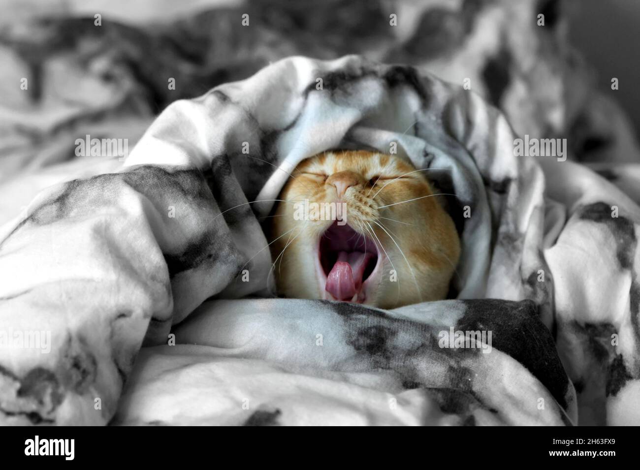 Gähnende Katze in Decken gewickelt Stockfotografie - Alamy