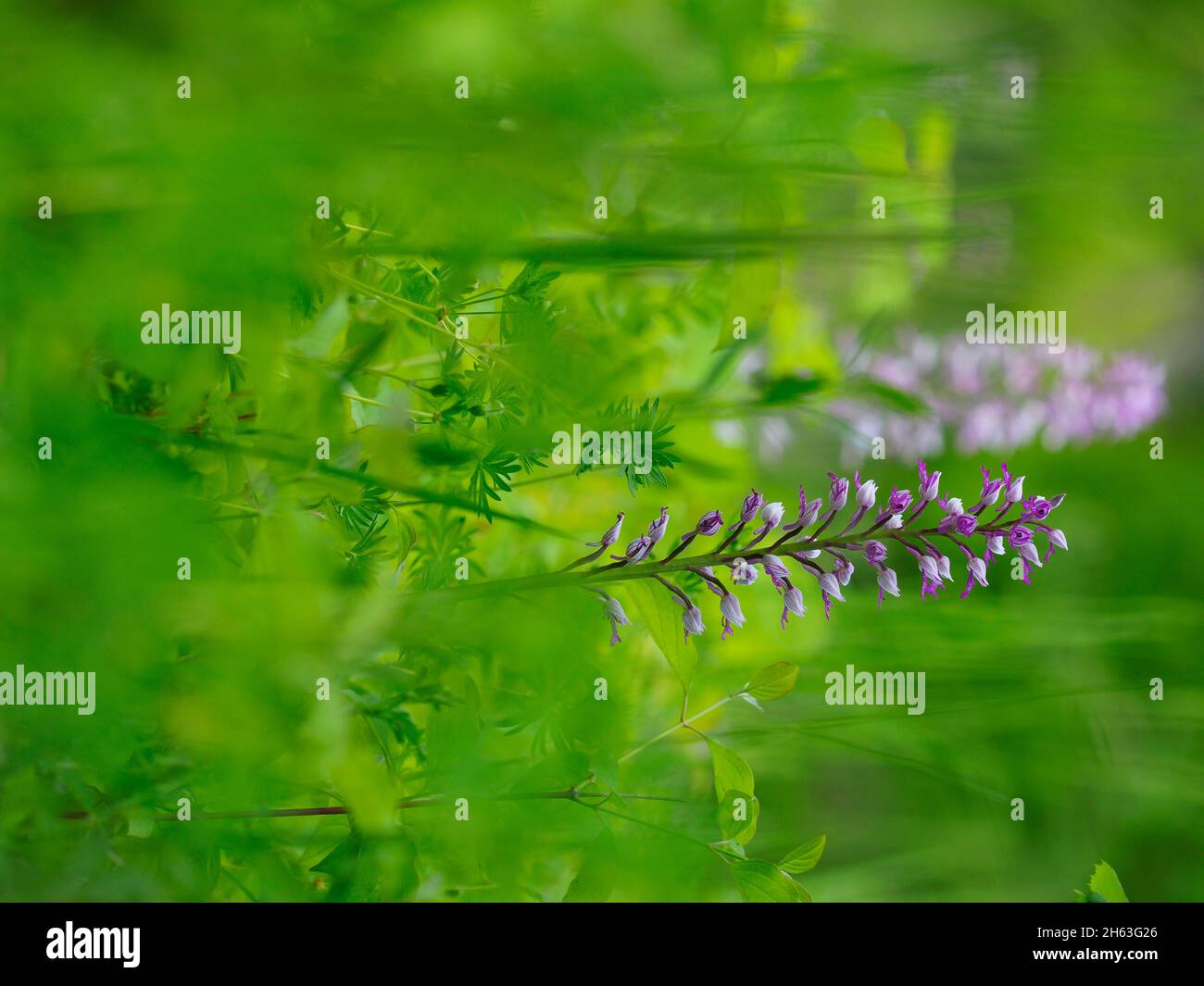 Helmorchidee, orchis militaris Stockfoto
