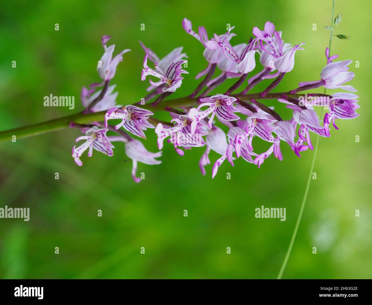 Helmorchidee, orchis militaris Stockfoto