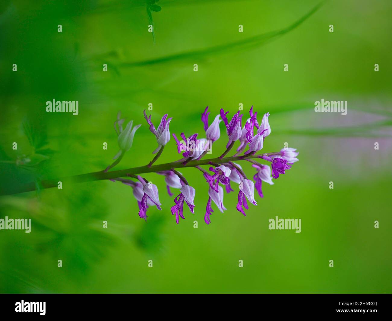 Helmorchidee, orchis militaris Stockfoto