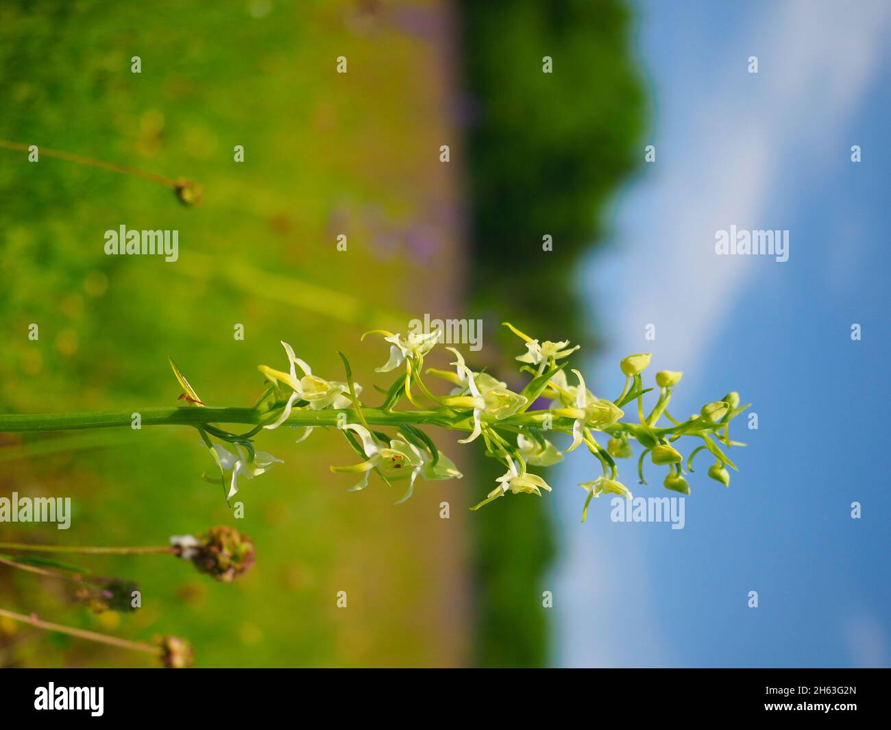Grünliche Waldhyazinthe, Bergwaldhyazinthe, platanthera chlorantha Stockfoto