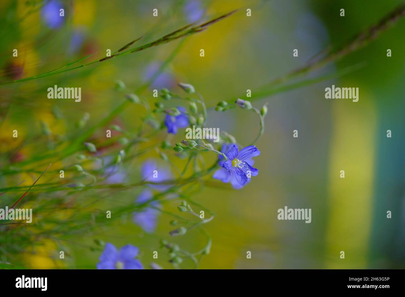 Gewöhnlicher Flachs, linum usitatissimum Stockfoto