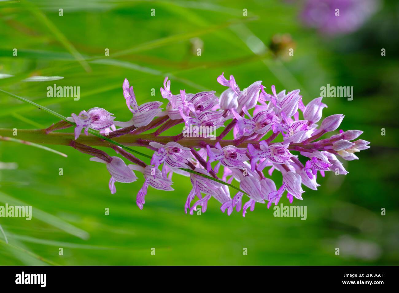 Helmorchidee, orchis militaris Stockfoto