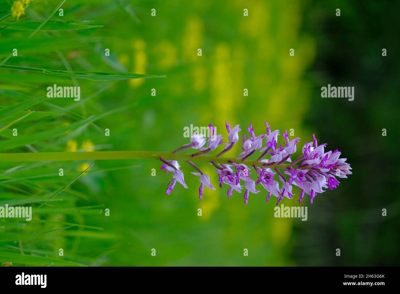 Helmorchidee, orchis militaris Stockfoto