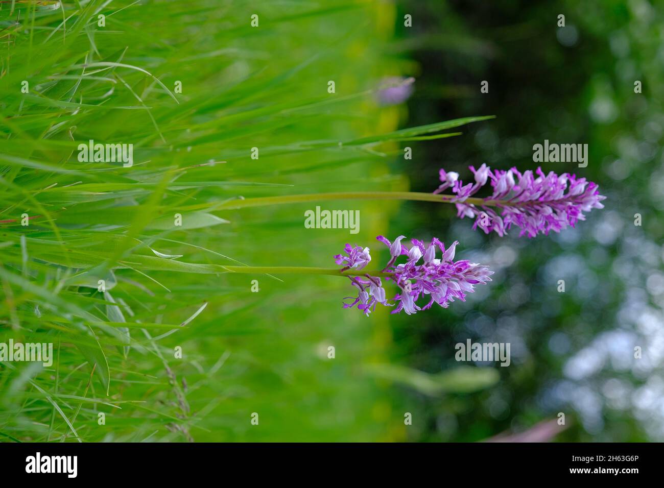 Helmorchidee, orchis militaris Stockfoto