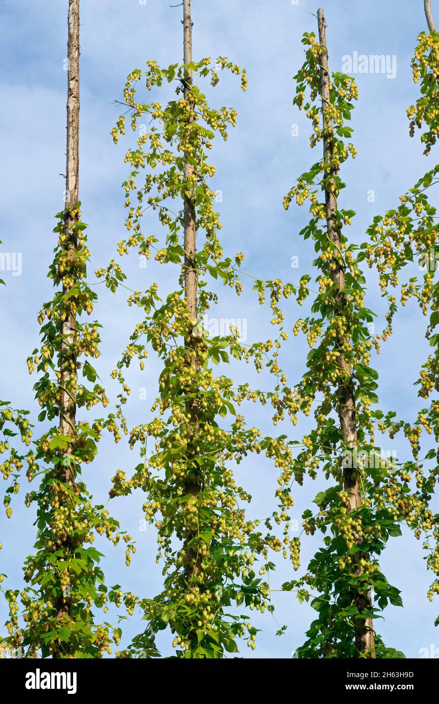 deutschland,baden-württemberg,esslingen am neckar,echter Hopfen in Blüte Stockfoto