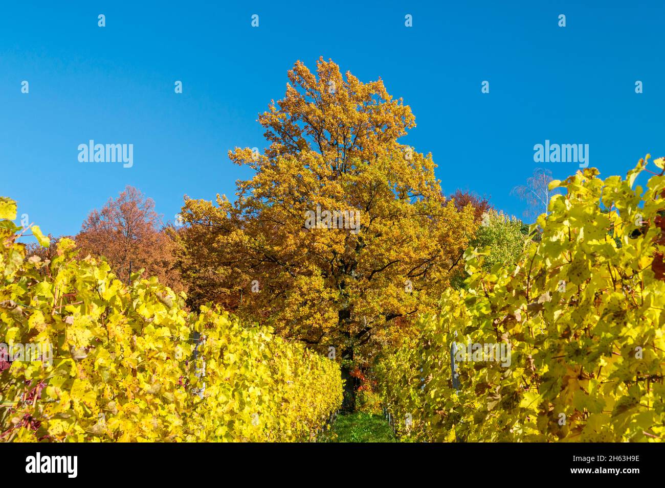 deutschland,baden-württemberg,kernen-stetten im remstal,gelbe Weinblätter im Weinberg des Weindorfes stetten an der württembergischen Weinstraße. Stockfoto