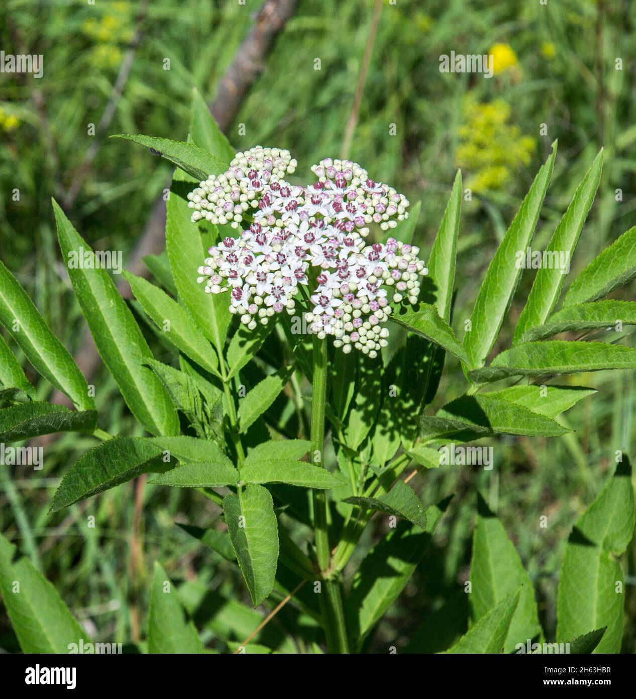 deutschland, baden-württemberg, kohlberg, Zwergältester, Attich, sambucus ebulus, auf dem jusiberg. Stockfoto