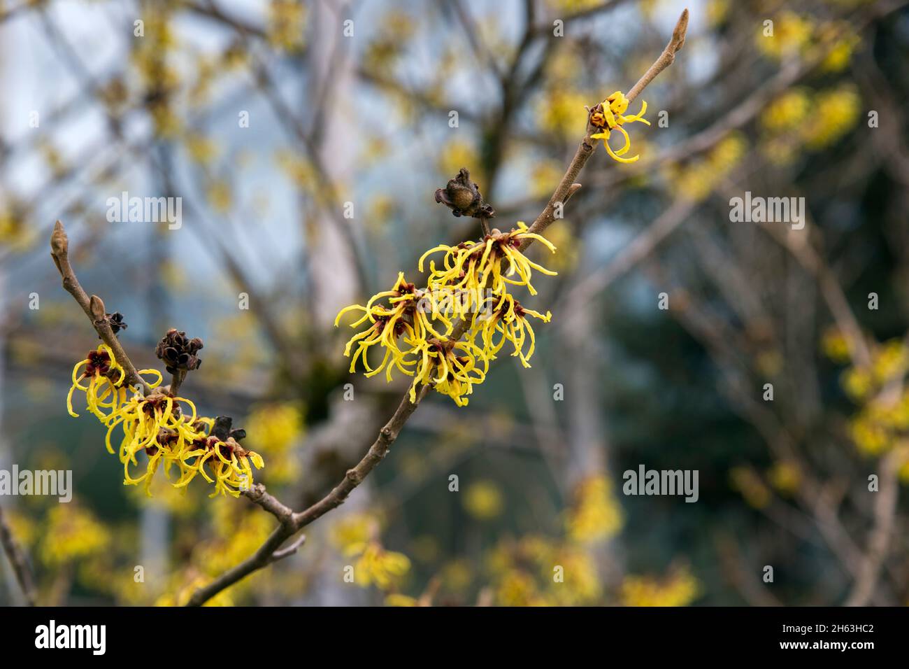 deutschland, baden-württemberg, tübingen, Hamamelis primavera, Hamamelis x intermedia, Zierholz, gelbe Blüten. Stockfoto