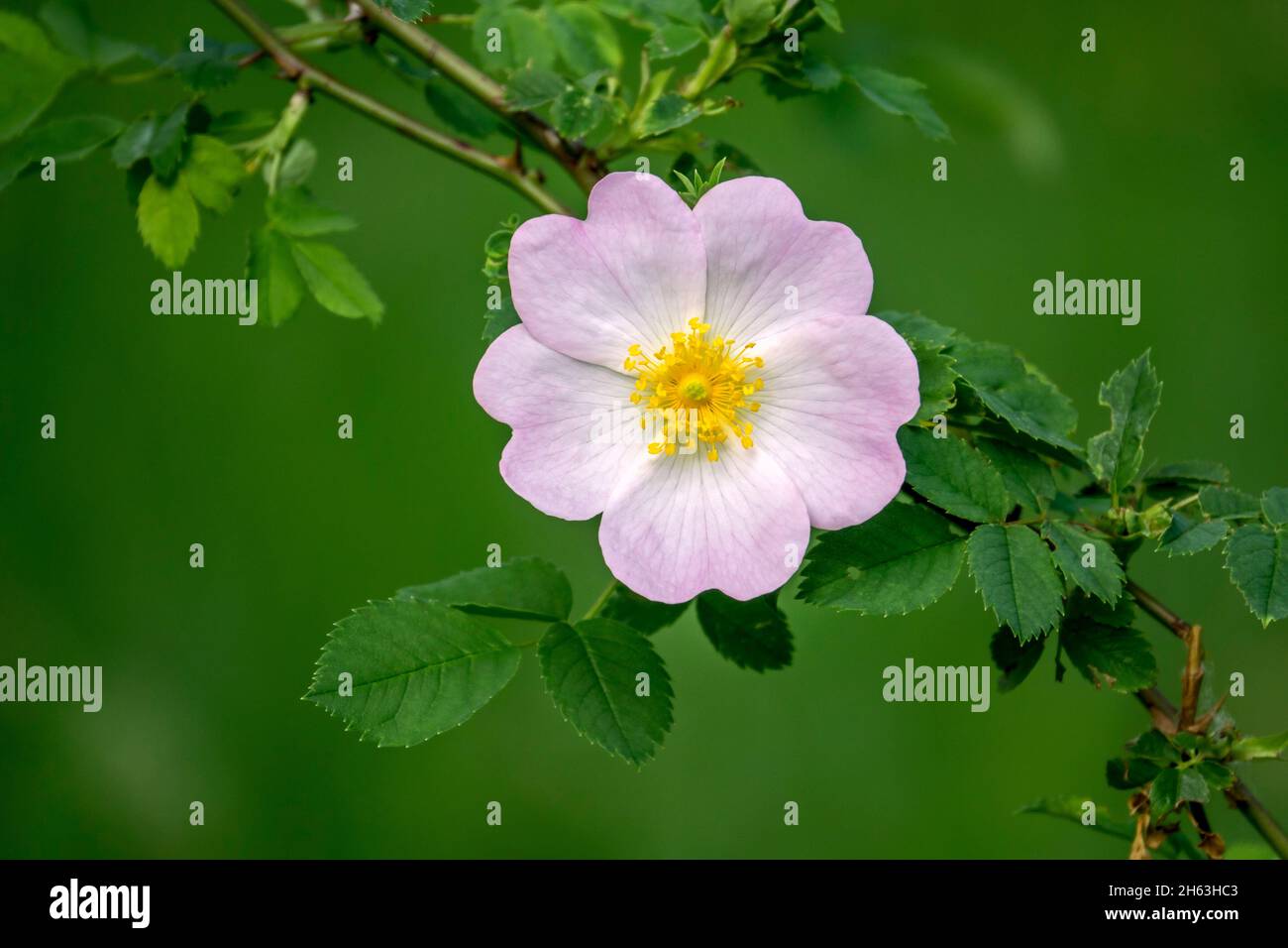 Jagdrose, auch Hagrose, Hunderose oder Heidekraut Rose Stockfoto