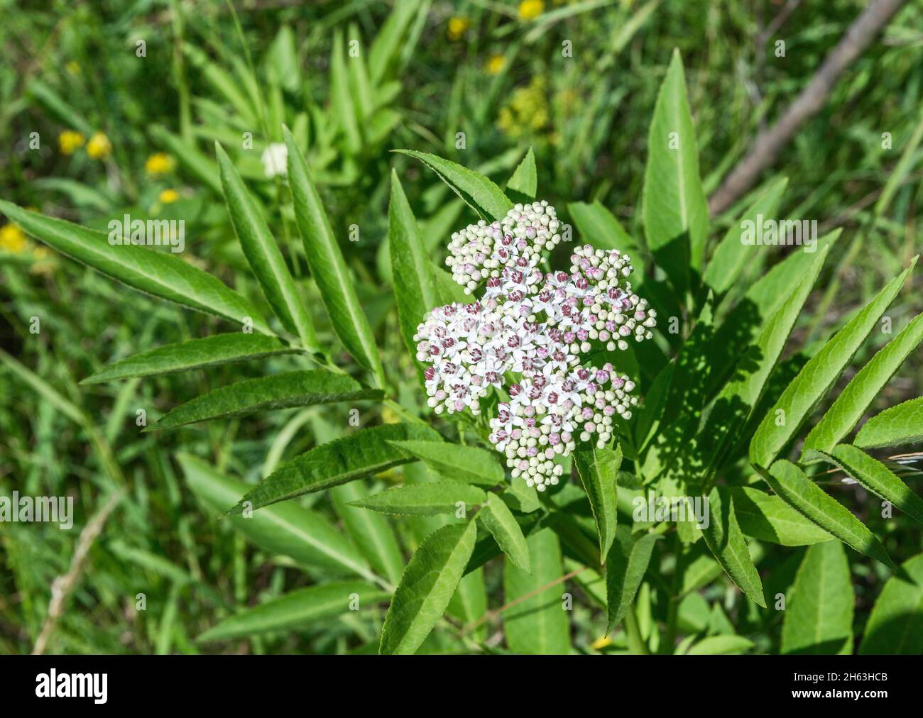 deutschland, baden-württemberg, kohlberg, Zwergältester, Attich, sambucus ebulus, auf dem jusiberg. Stockfoto