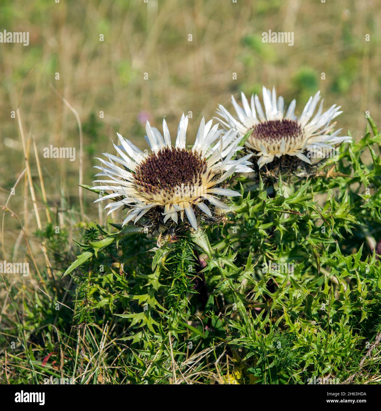 deutschland, baden-württemberg, Silberdistel, carlina acaulis, auf der schwäbischen alb Stockfoto