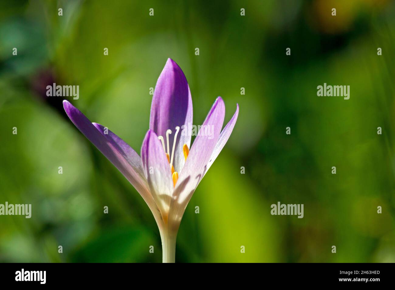 deutschland,baden-württemberg,colchicum autumnale,herbstzeitlose oder Herbst-zeitlose,Giftpflanze des Jahres 2010 Stockfoto