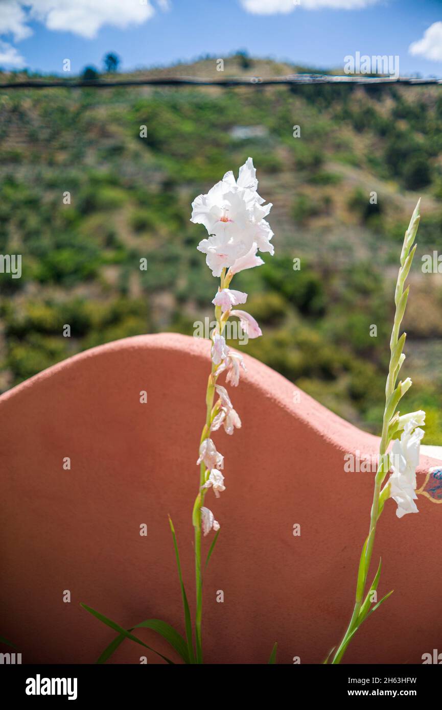 Eine weiße Blume und einige Hügel im Hintergrund in andalusien Stockfoto