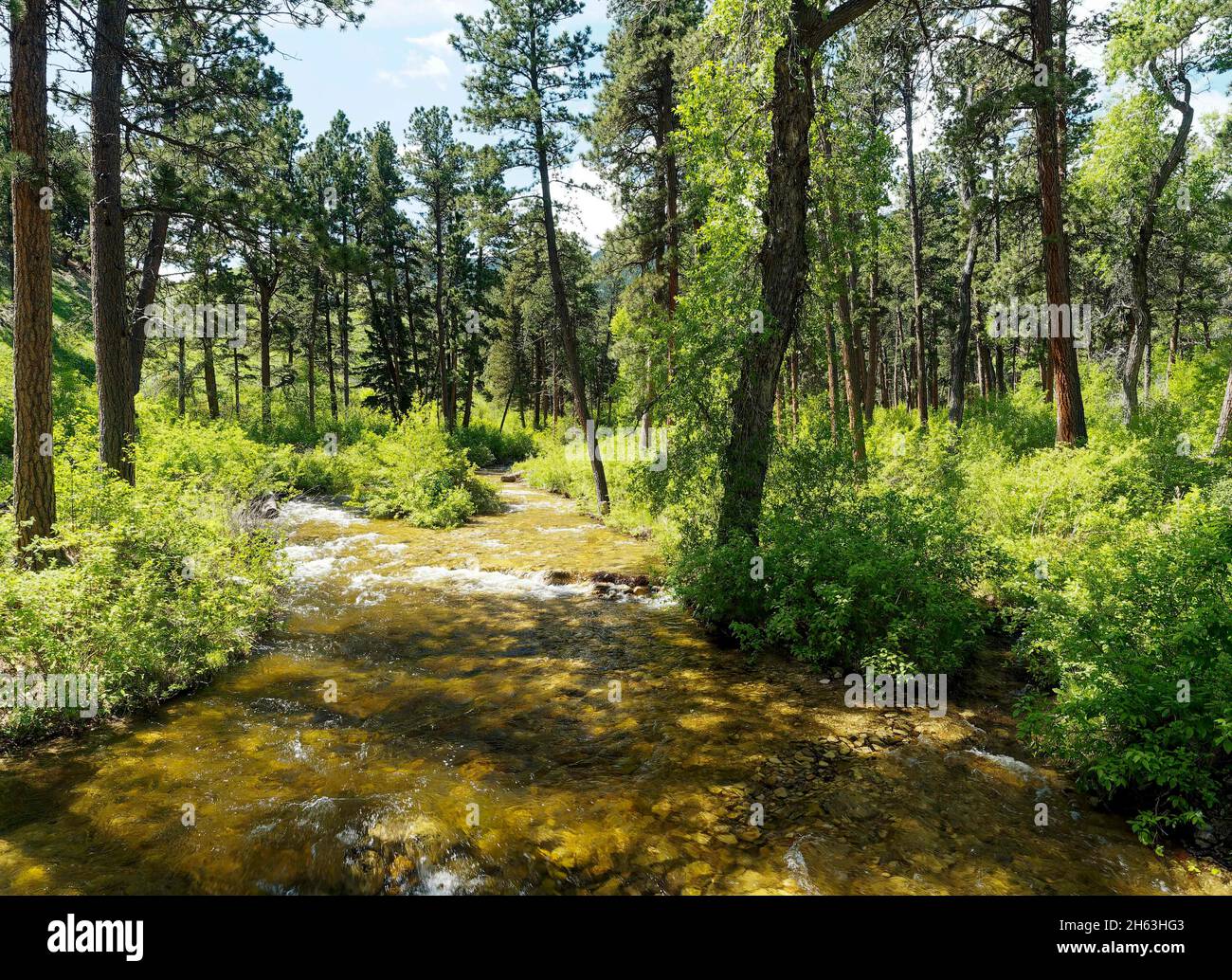 Amerikanischer Westen, plätschernder Bach, klarer Bach, der durch den Wald rauscht, Stress abbauen, fließen, grün, Landschaft, natürlich, Natur, bedeckt, wolkiges Licht, friedlich, rein, erfrischend, entspannend, erholsam, Bäume, usa, wyoming, Dickhornberge, Wasser, Wasserverlauf Stockfoto