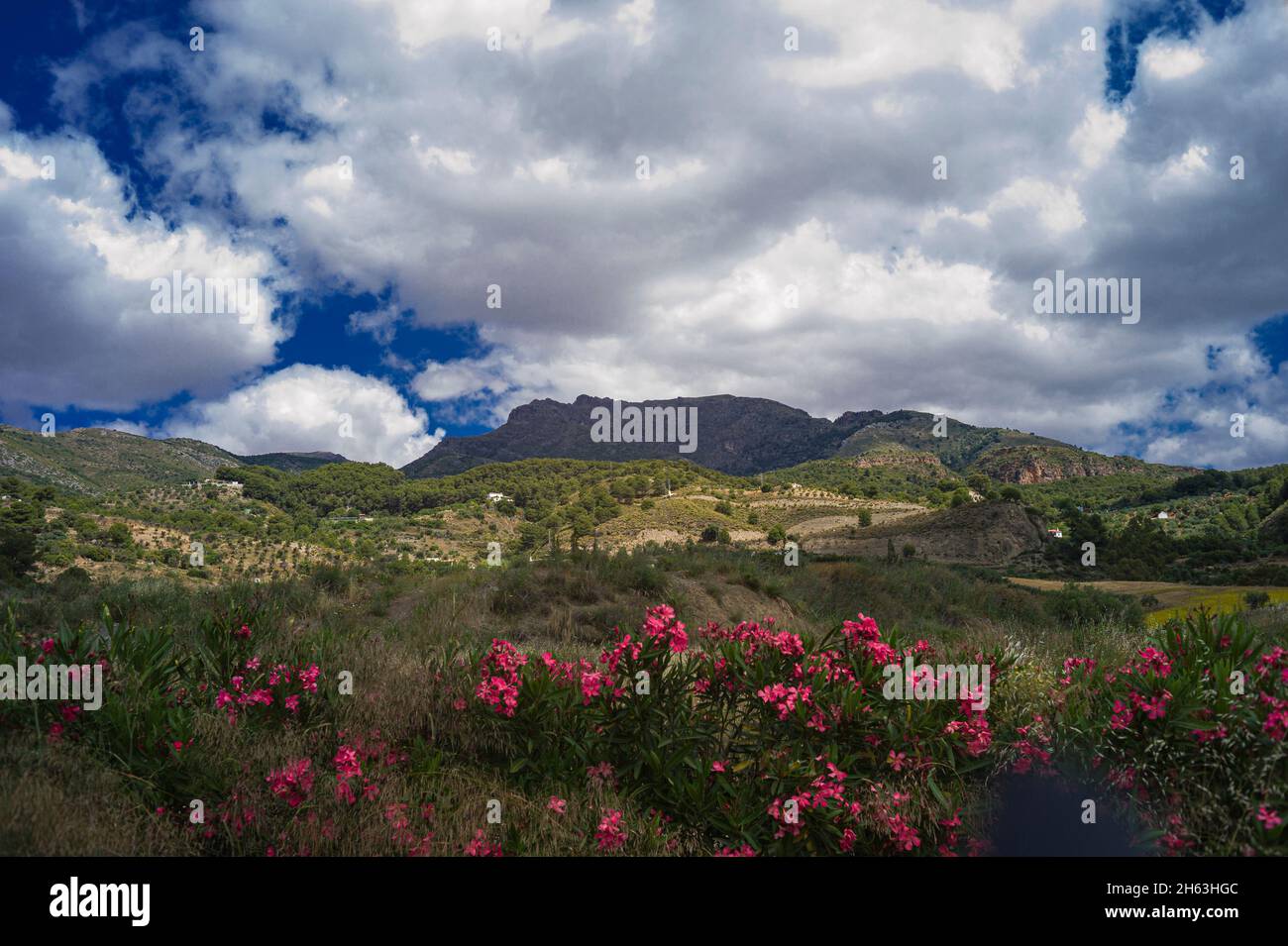 Rote Blumen und grüne Hügel in andalusien, spanien Stockfoto